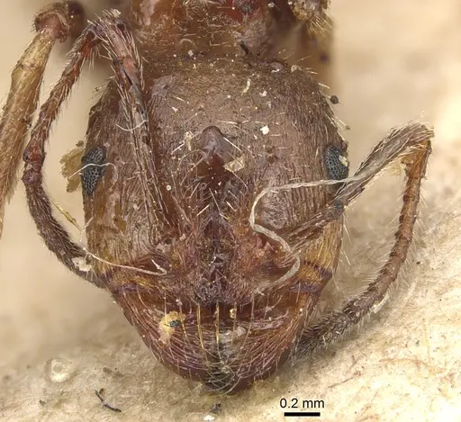 Messor structor - CASENT0904131