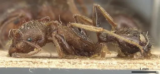 Messor structor - CASENT0904131