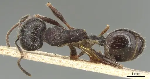 Messor structor - CASENT0904133