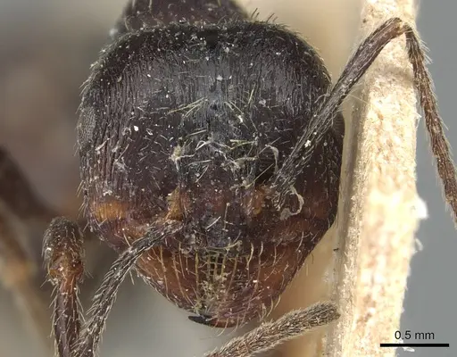 Messor structor - CASENT0904133