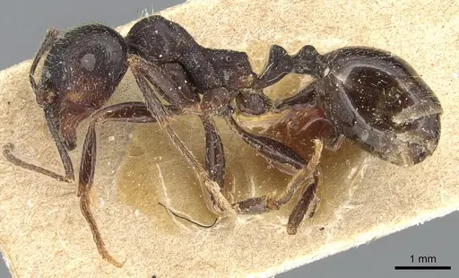 Messor structor - CASENT0904133