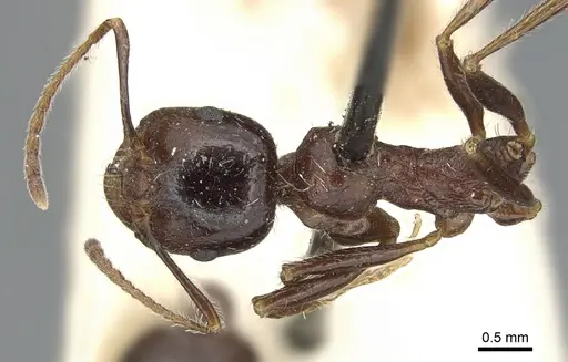 Messor structor - CASENT0904134