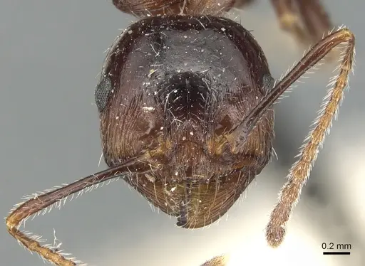 Messor structor - CASENT0904134