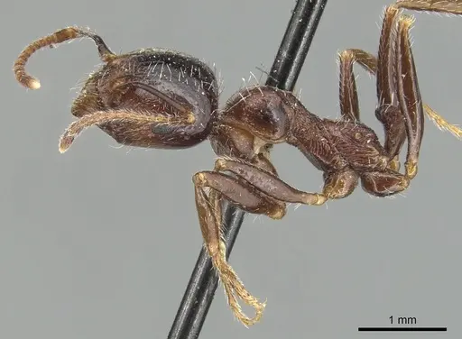 Messor structor - CASENT0904134