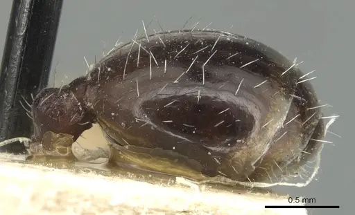 Messor structor - CASENT0904134