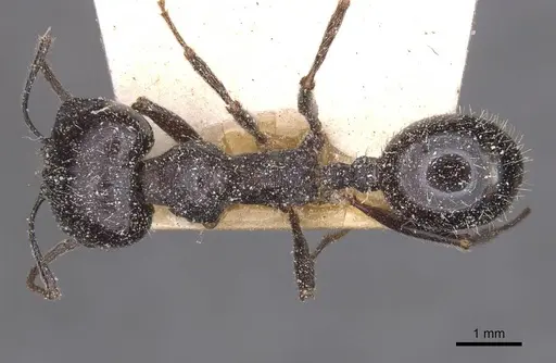 Messor structor - CASENT0913227