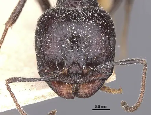 Messor structor - CASENT0913227