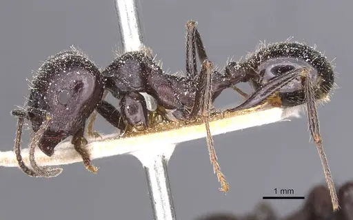 Messor structor - CASENT0913227