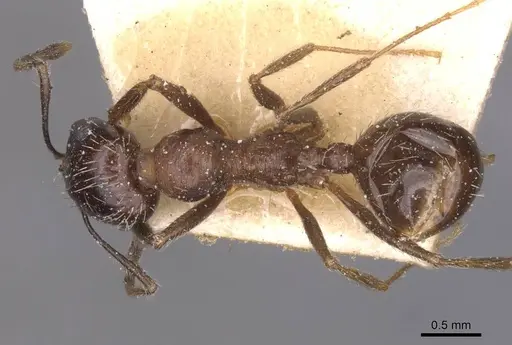 Messor structor - CASENT0913228