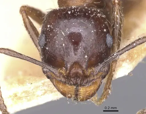 Messor structor - CASENT0913228