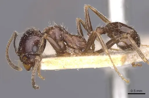 Messor structor - CASENT0913228