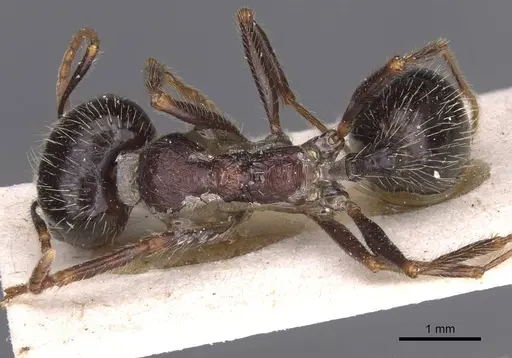 Messor structor - CASENT0913229