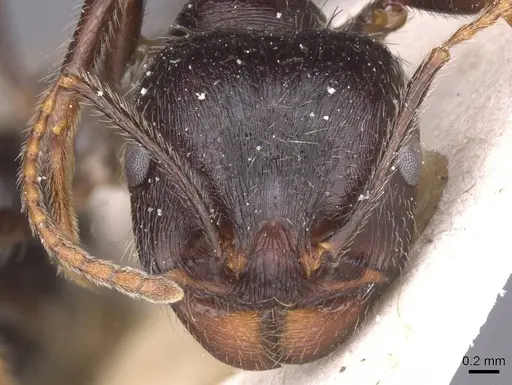 Messor structor - CASENT0913229