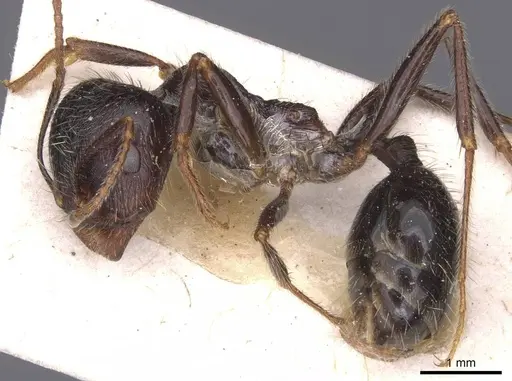 Messor structor - CASENT0913229