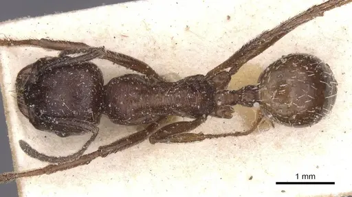 Messor structor - CASENT0913230