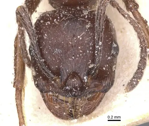 Messor structor - CASENT0913230