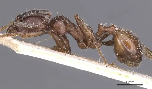 Messor structor - CASENT0913230