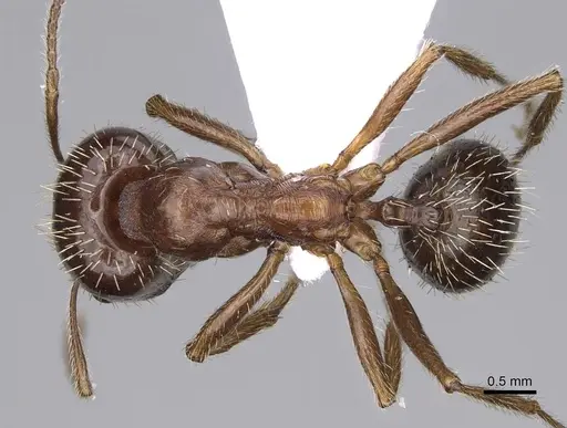 Messor structor - CASENT0914237