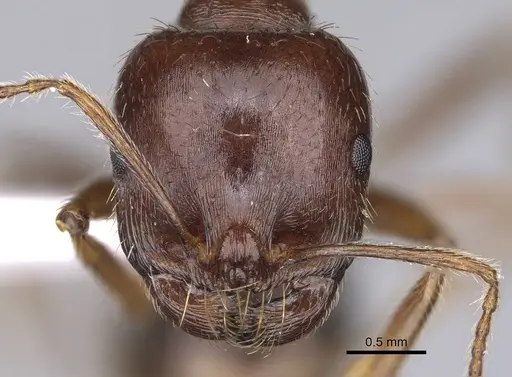 Messor structor - CASENT0914237