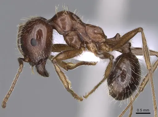 Messor structor - CASENT0914237