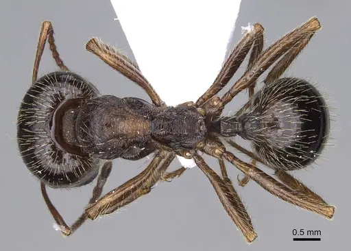 Messor structor - CASENT0914238