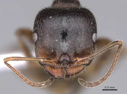 Messor structor - CASENT0914238