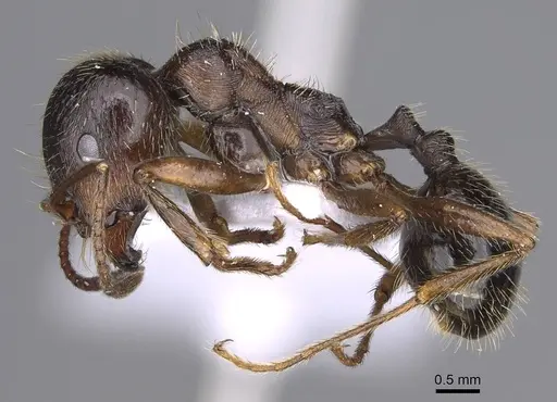 Messor structor - CASENT0914238