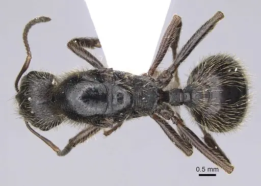 Messor structor - CASENT0914239