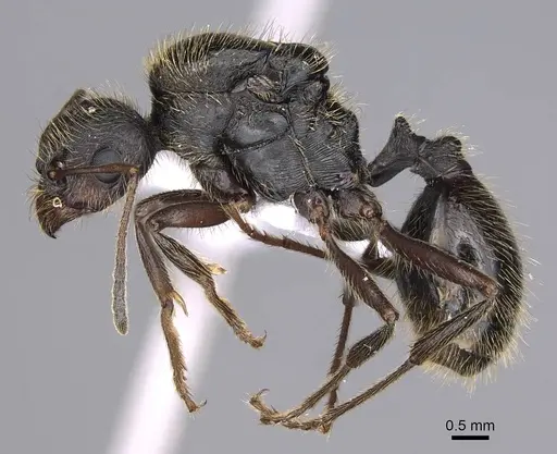 Messor structor - CASENT0914239