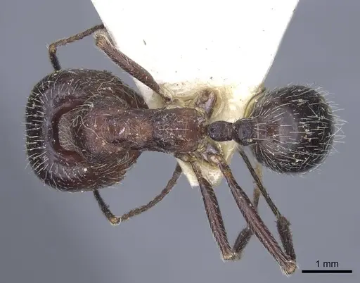 Messor structor - CASENT0916940