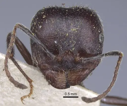 Messor structor - CASENT0916940