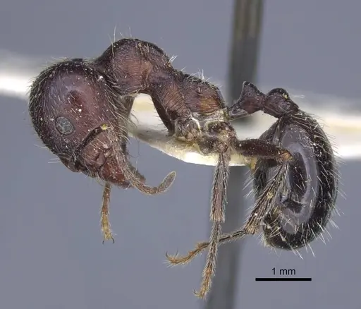 Messor structor - CASENT0916940