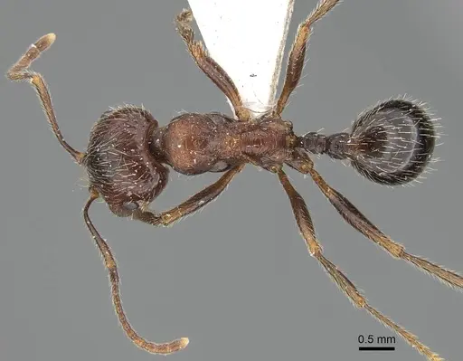 Messor structor - CASENT0922404