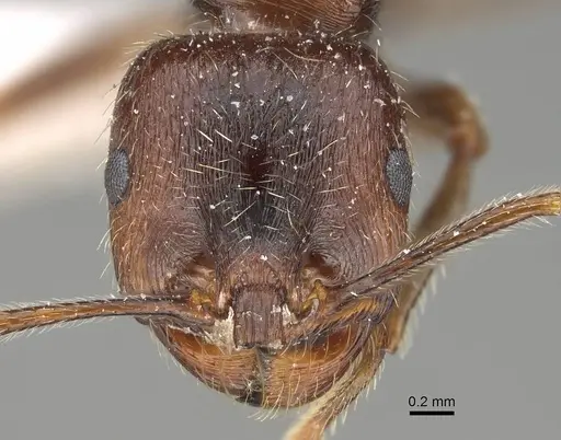 Messor structor - CASENT0922404