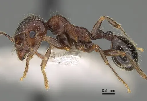 Messor structor - CASENT0922404