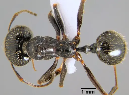 Messor structor - CFH000045