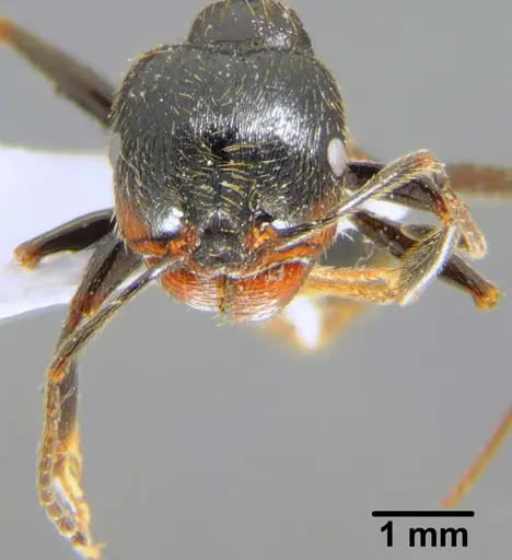 Messor structor - CFH000045