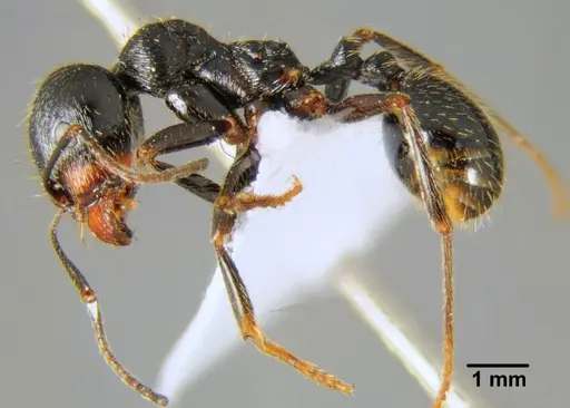 Messor structor - CFH000045