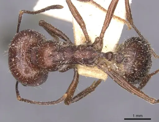 Messor sultanus specimen