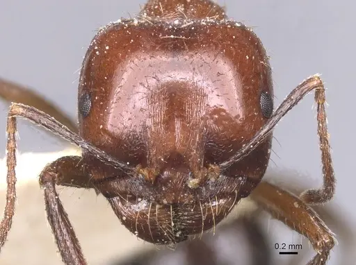 Messor sultanus specimen