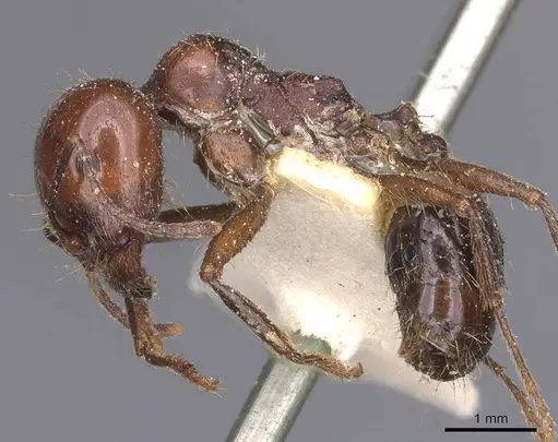 Messor sultanus specimen