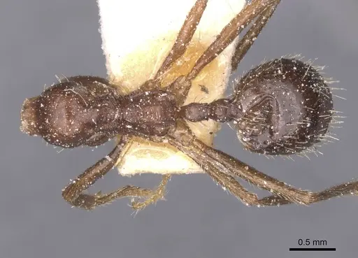 Messor sultanus - CASENT0913218