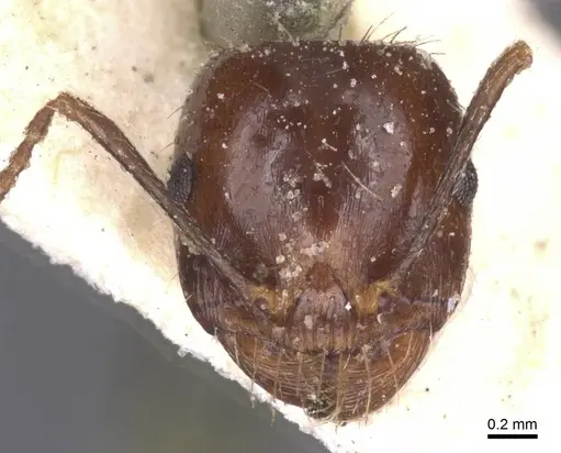 Messor sultanus - CASENT0913218