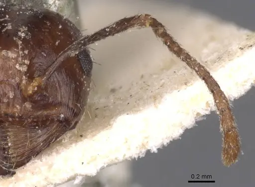 Messor sultanus - CASENT0913218