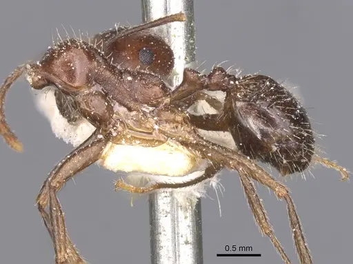 Messor sultanus - CASENT0913218