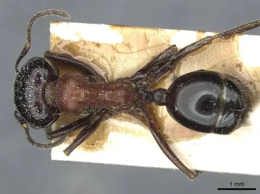 Messor syriacus specimen