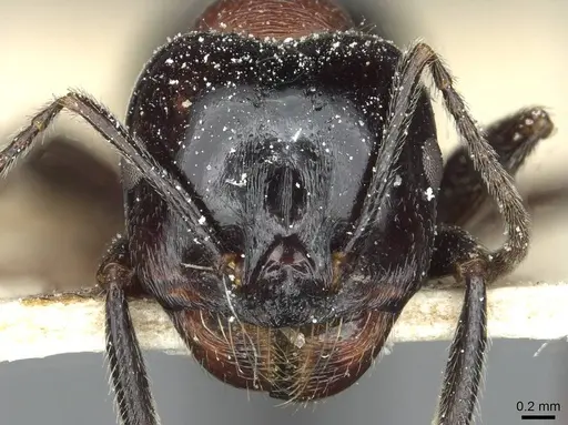 Messor syriacus specimen