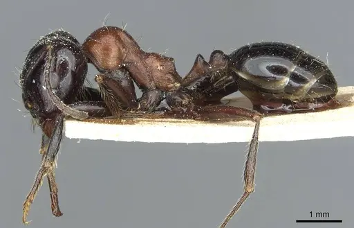 Messor syriacus specimen