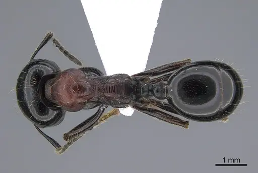 Messor syriacus - CASENT0923728