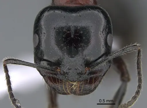 Messor syriacus - CASENT0923728